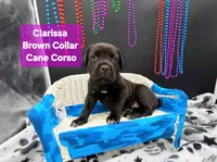 Clarissa, a female Cane Corso for sale in Saint Cloud, MN – 3 of 8