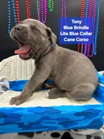 Tony, a male Cane Corso for sale in Saint Cloud, MN – 8 of 9