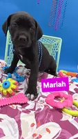 Mariah , a female Cane Corso for sale in Saint Cloud, MN – 3 of 5