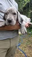 Silver merle with blue eyes Great dane female , a female Great Dane for sale in Saint Cloud, MN – 1 of 3
