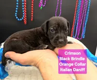 Crimson, a female Great Dane and Cane Corso for sale in Saint Cloud, MN – 7 of 8