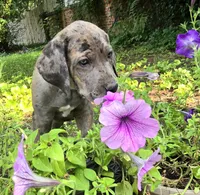 Lucky  Italian Daniff, a female Great Dane and Cane Corso for sale in Saint Cloud, MN – 5 of 10