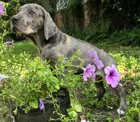 Lucky  Italian Daniff, a female Great Dane and Cane Corso for sale in Saint Cloud, MN – 7 of 10