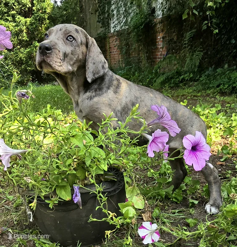 Lucky  Italian Daniff – Great Dane, Cane Corso puppy for sale in Saint Cloud, MN
