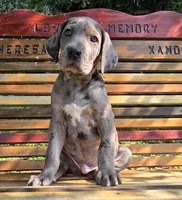 Lucky  Italian Daniff, a female Great Dane and Cane Corso for sale in Saint Cloud, MN – 8 of 10