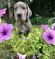 Lucky  Italian Daniff, a female Great Dane and Cane Corso for sale in Saint Cloud, MN – 4 of 10