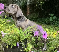 Lucky  Italian Daniff, a female Great Dane and Cane Corso for sale in Saint Cloud, MN – 10 of 10
