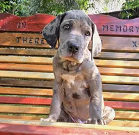 Lucky  Italian Daniff, a female Great Dane and Cane Corso for sale in Saint Cloud, MN – 3 of 10