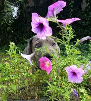 Lucky  Italian Daniff, a female Great Dane and Cane Corso for sale in Saint Cloud, MN – 9 of 10