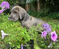 Lucky  Italian Daniff, a female Great Dane and Cane Corso for sale in Saint Cloud, MN – 2 of 10