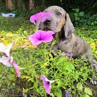 Lucky  Italian Daniff, a female Great Dane and Cane Corso for sale in Saint Cloud, MN – 6 of 10