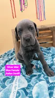 SilverMist Italian Daniff PRICE REDUCED THROUGH WEEKEND, a female Great Dane and Cane Corso for sale in Saint Cloud, MN – 5 of 8