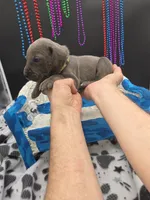 Tyson , a male Great Dane and Cane Corso for sale in Saint Cloud, MN – 2 of 7