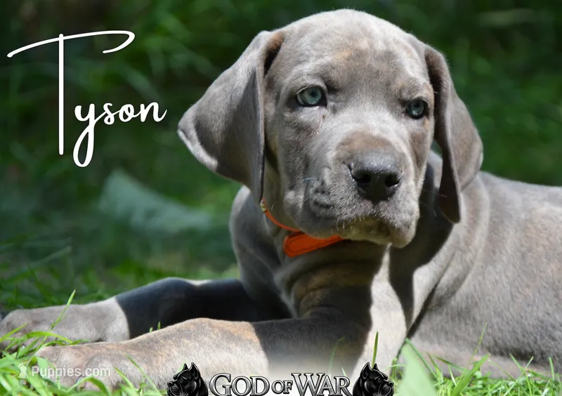 Tyson  – Great Dane, Cane Corso puppy for sale in Saint Cloud, MN