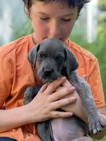 SilverMist Italian Daniff PRICE REDUCED THROUGH WEEKEND, a female Great Dane and Cane Corso for sale in Saint Cloud, MN – 2 of 8