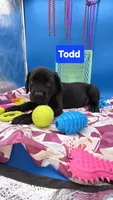 Todd, a male Cane Corso for sale in Saint Cloud, MN – 2 of 7