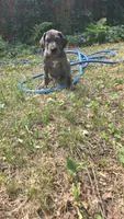 Smoke PRICE REDUCED THROUGH WEEKEND, a male Great Dane and Cane Corso for sale in Saint Cloud, MN – 4 of 7