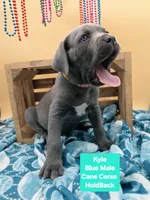 Kyle Blue Cane Corso World Champion Bloodline , a male Cane Corso for sale in Saint Cloud, MN – 5 of 5