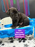Sara world champion cane corso , a female Cane Corso for sale in Saint Cloud, MN – 7 of 9