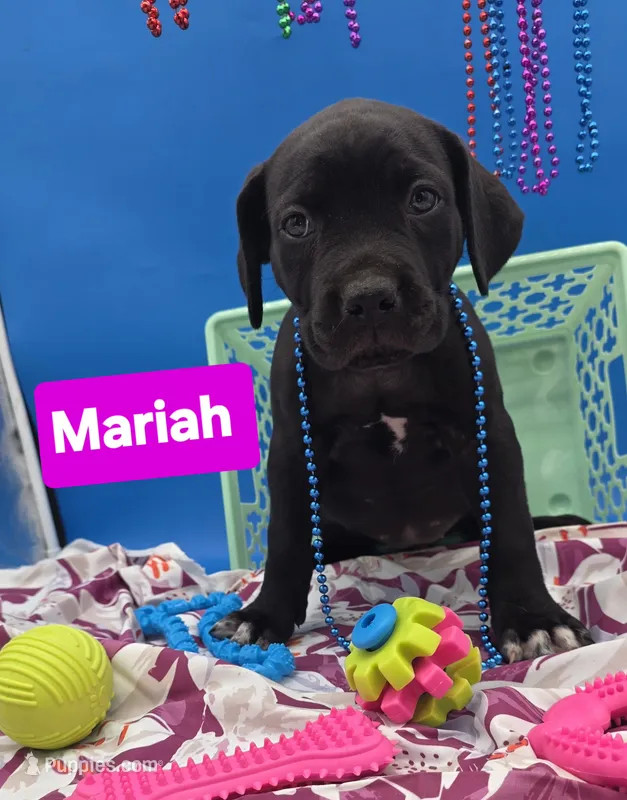 Mariah  – Cane Corso puppy for sale in Saint Cloud, MN