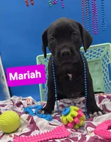 Mariah , a female Cane Corso for sale in Saint Cloud, MN – 1 of 5