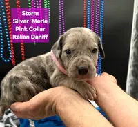 Storm Blue eyes! Silver Merle , a female Great Dane and Cane Corso for sale in Saint Cloud, MN – 2 of 8