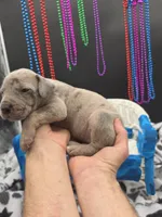 Serenity Blue eyes! Silver Merle, a female Great Dane and Cane Corso for sale in Saint Cloud, MN – 9 of 10