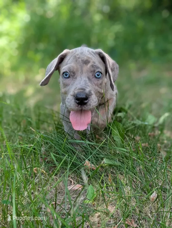 Clover Blue eye silver merle – Great Dane, Cane Corso puppy for sale in Saint Cloud, MN