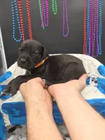 Crimson, a female Great Dane and Cane Corso for sale in Saint Cloud, MN – 2 of 8