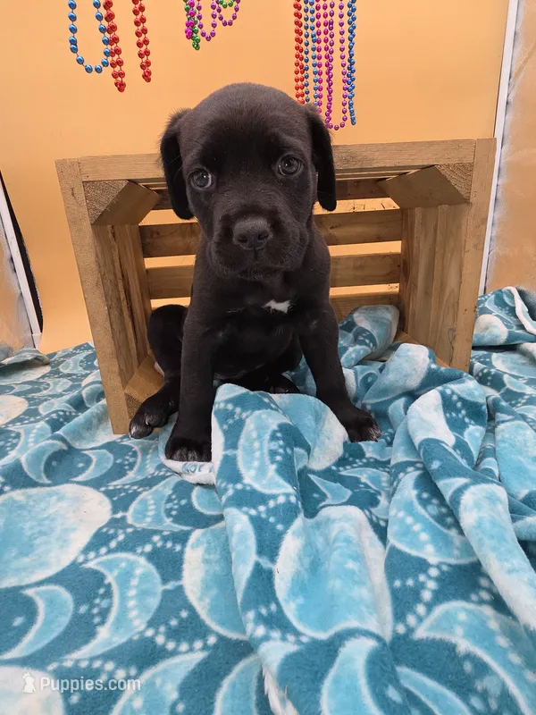Clarissa – Cane Corso puppy for sale in Saint Cloud, MN
