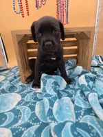 Clarissa PRICE REDUCED THROUGH WEEKEND, a female Cane Corso for sale in Saint Cloud, MN – 5 of 7