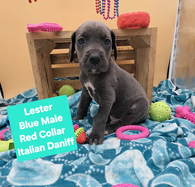 Lester – Great Dane, Cane Corso puppy for sale in Saint Cloud, MN