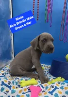 Blade Blue Eyes, a male Great Dane and Cane Corso for sale in Saint Cloud, MN – 2 of 9