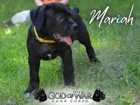 Mariah PRICE REDUCED THROUGH WEEKEND, a female Cane Corso for sale in Saint Cloud, MN – 2 of 6