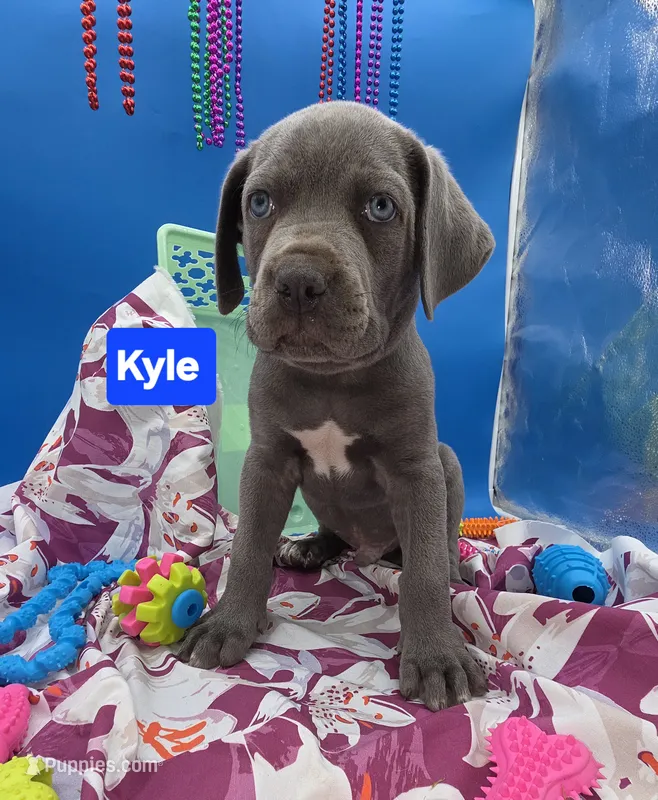 Kyle Blue Cane Corso World Champion Bloodline  – Cane Corso puppy for sale in Saint Cloud, MN