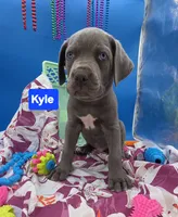 Kyle Blue Cane Corso *CROPPED EARS*  World Champion Bloodline , a male Cane Corso for sale in Saint Cloud, MN – 1 of 8