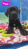 Clarissa , a female Cane Corso for sale in Saint Cloud, MN – 3 of 8