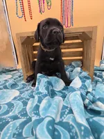 Clarissa PRICE REDUCED THROUGH WEEKEND, a female Cane Corso for sale in Saint Cloud, MN – 7 of 7
