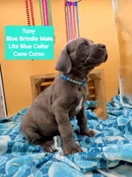 Tony, a male Cane Corso for sale in Saint Cloud, MN – 9 of 9