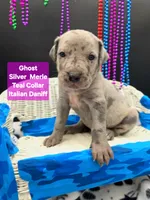 Ghost (blue eyes!) Silver Merle , a female Great Dane and Cane Corso for sale in Saint Cloud, MN – 2 of 6