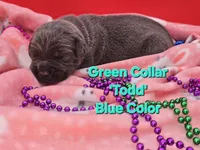 Todd, a male Cane Corso for sale in Saint Cloud, MN – 3 of 3