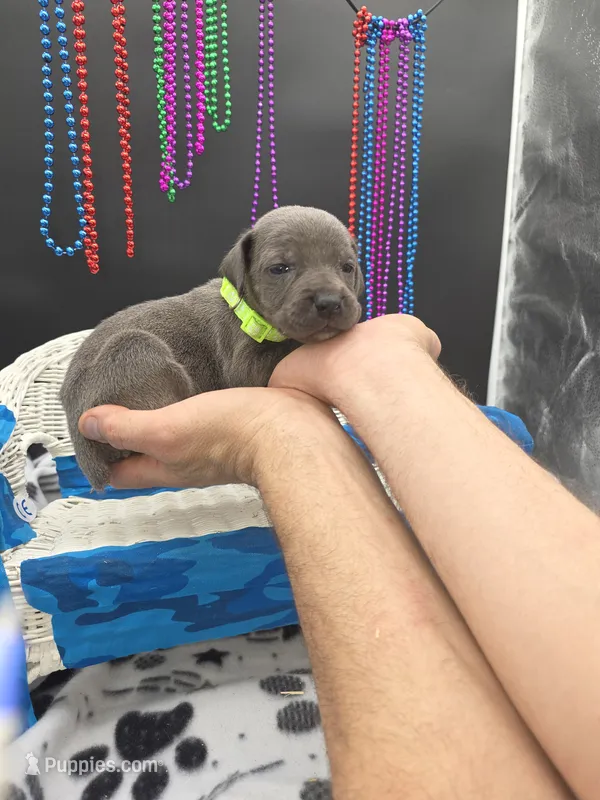Lullaby  – Great Dane, Cane Corso puppy for sale in Saint Cloud, MN