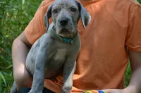 Ghost (blue eyes!) PRICE REDUCED THROUGH WEEKENDSilver Merle , a female Great Dane for sale in Saint Cloud, MN – 3 of 8