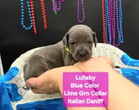 Lullaby , a female Great Dane and Cane Corso for sale in Saint Cloud, MN – 3 of 6