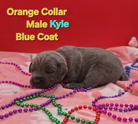 Kyle, a male Cane Corso for sale in Saint Cloud, MN – 4 of 4