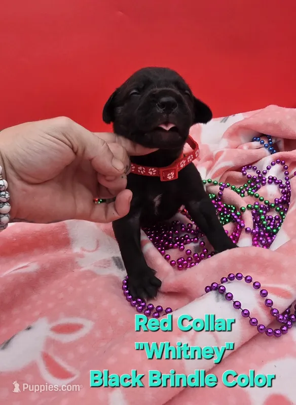 Whitney  – Cane Corso puppy for sale in Saint Cloud, MN