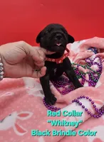 Whitney , a female Cane Corso for sale in Saint Cloud, MN – 1 of 1