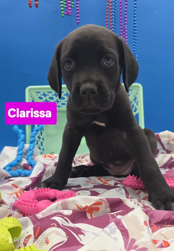 Clarissa – Cane Corso puppy on hold in Saint Cloud, MN
