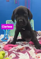 Clarissa PRICE REDUCED THROUGH WEEKEND, a female Cane Corso for sale in Saint Cloud, MN – 2 of 7