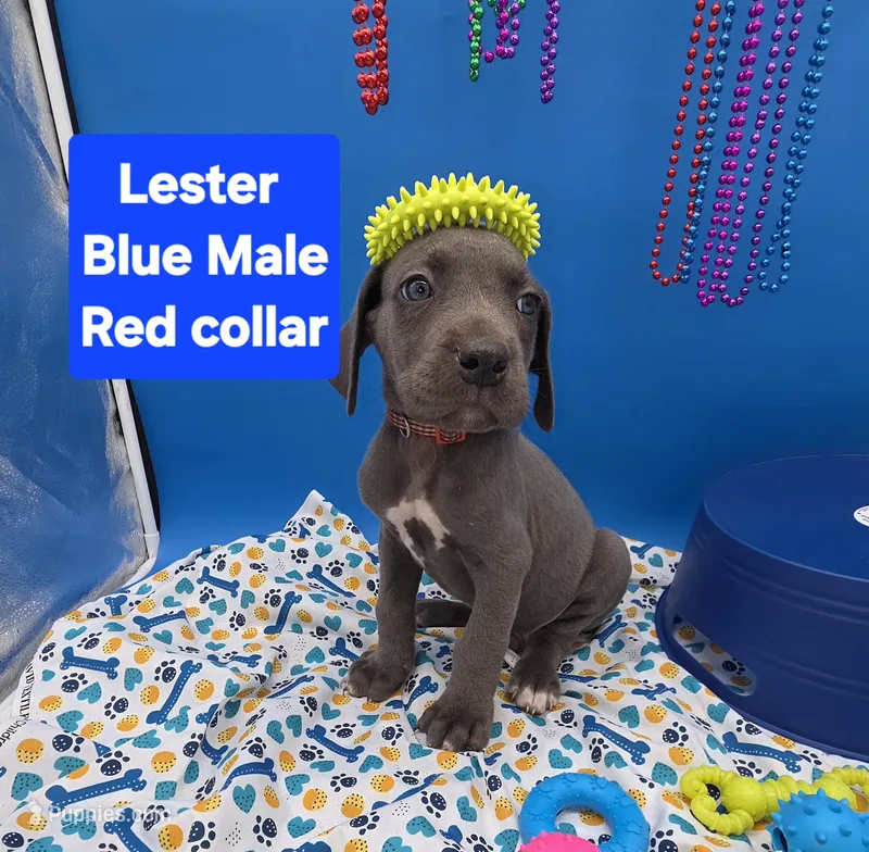 Lester – Great Dane, Cane Corso puppy for sale in Saint Cloud, MN